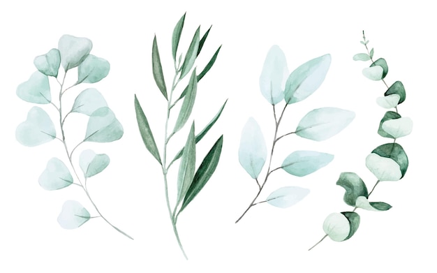 Vector stock ilustración acuarela dibujo eucalipto y hojas de olivo