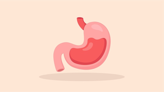 stomach vector fat deisgn