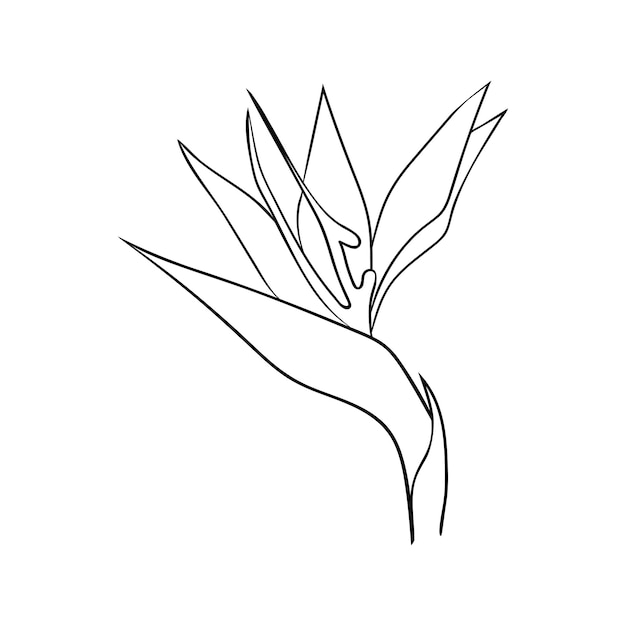 Strelitzia flor o ave del paraíso dibujo de líneas Icono simple de capullo de flor tropical para tarjetas y cosméticos