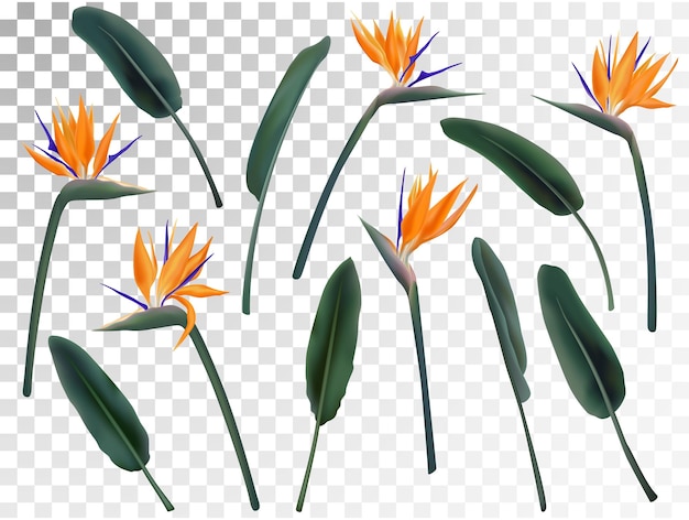 Strelitzia Reginae flor vector ilustración colección aislada en transparente