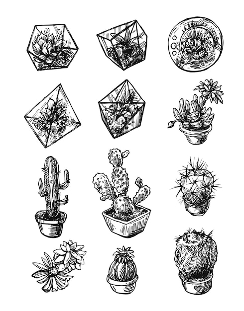 Suculentas y cactus