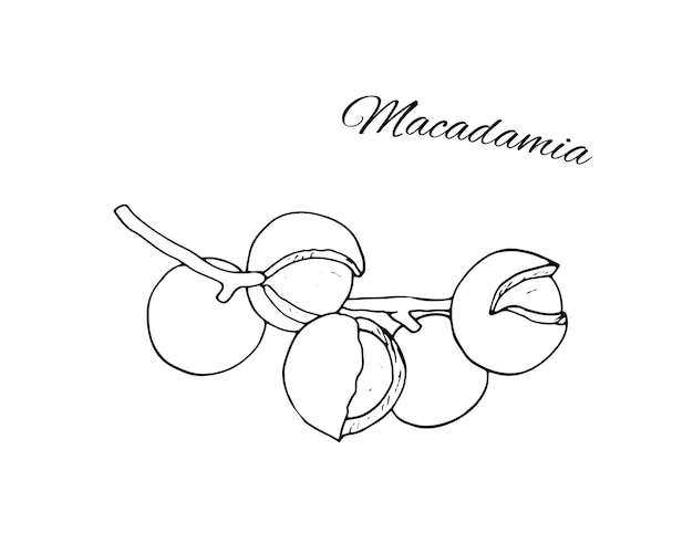 Sucursal de macadamia dibujada a mano bocadillos dietéticos