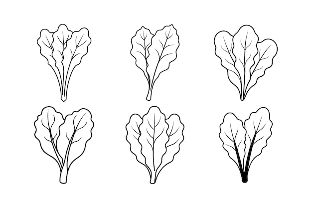 Suiza Chard Beta vulgaris subsp vulgaris diseño etiquetado ilustración vectorial de arte de línea