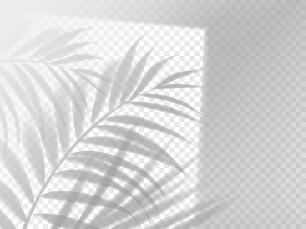 Vector superposición de fondo de sombra de hojas de palma realista