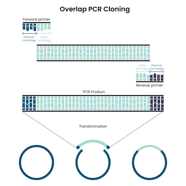 Superposición polimerasa cadena reacción PCR clonación gráfico vectorial