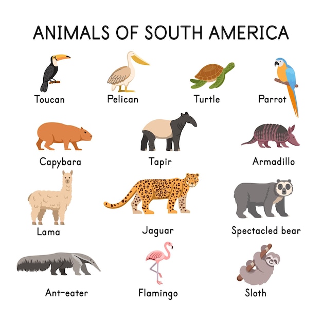 Sur de los animales americanos tucán pelícano tortuga loro capibara tapir llama jaguar oso de anteojos flamenco perezoso armadillo oso hormiguero sobre un fondo blanco