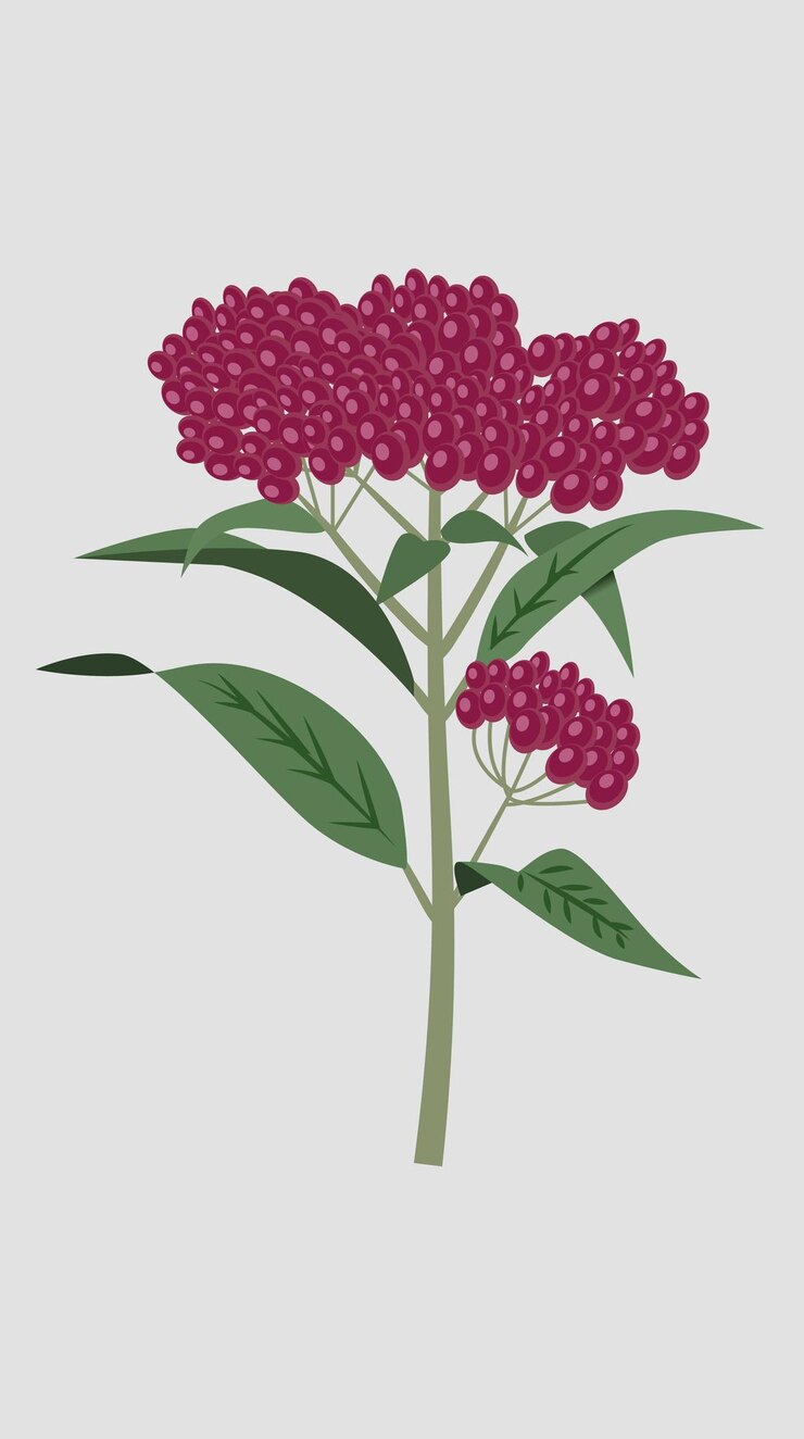 Vector swamp milkweed