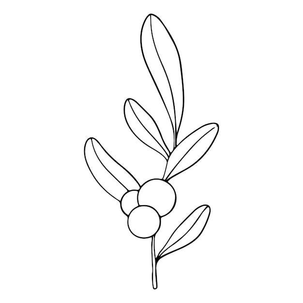 Symphoricarpos comúnmente conocido como snowberry waxberry o ghostberry arbusto caducifolio con bayas blancas Ilustración gráfica de contorno pintada a mano para tarjeta de invitación de boda