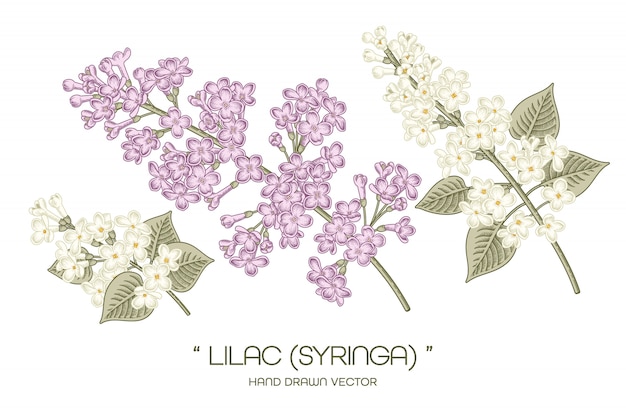 Syringa vulgaris dibujos de flores lila común