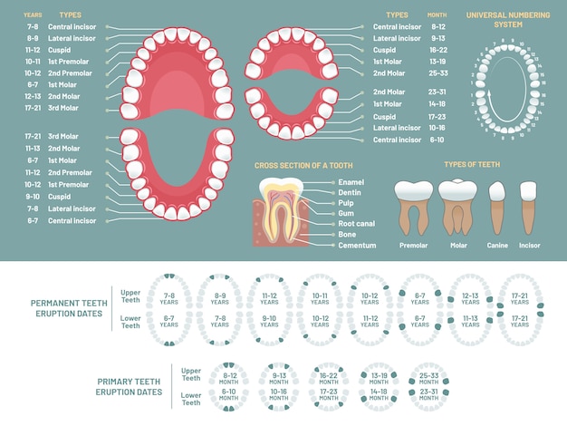 Vector tabla de anatomía del diente