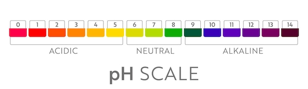Vector tabla de escala de valores de ph. infografía de equilibrio ácido-base. cartel de educación