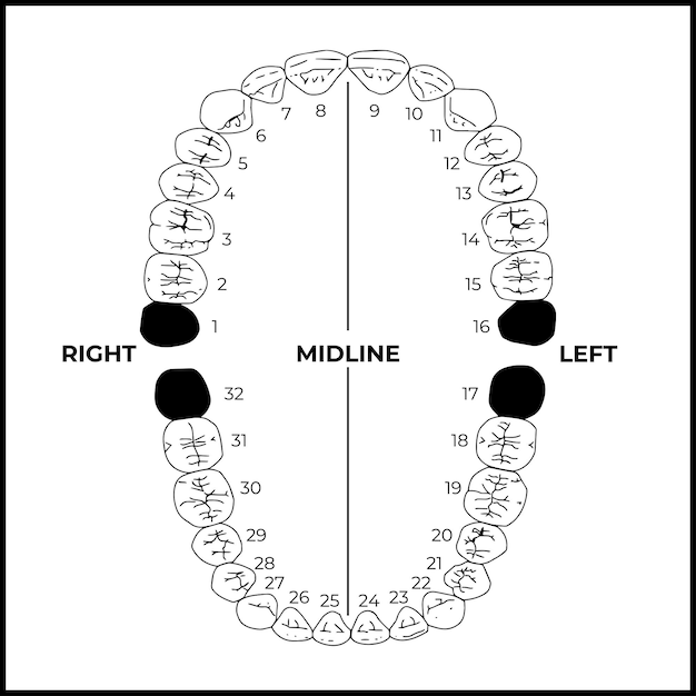 Tabla de numeración de dientes internacionales para adultos Sistema de numeración universal Vector de anatomía dental