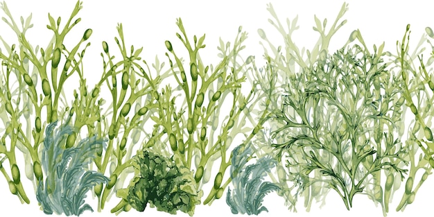 Tablero inconsútil de acuarela de plantas marinas verdes aisladas sobre fondo blanco Ascophyllum kelp hierba algas dibujadas a mano Elemento de diseño para la etiqueta del paquete publicidad envoltura colección marina