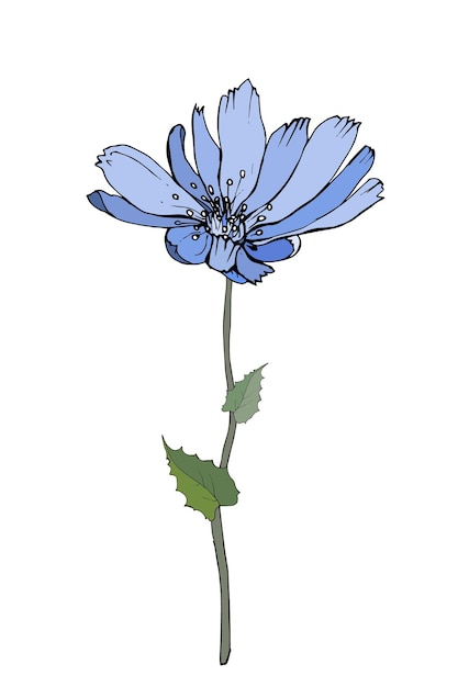 Vector tallo de achicoria de flor azul y hojas verdes