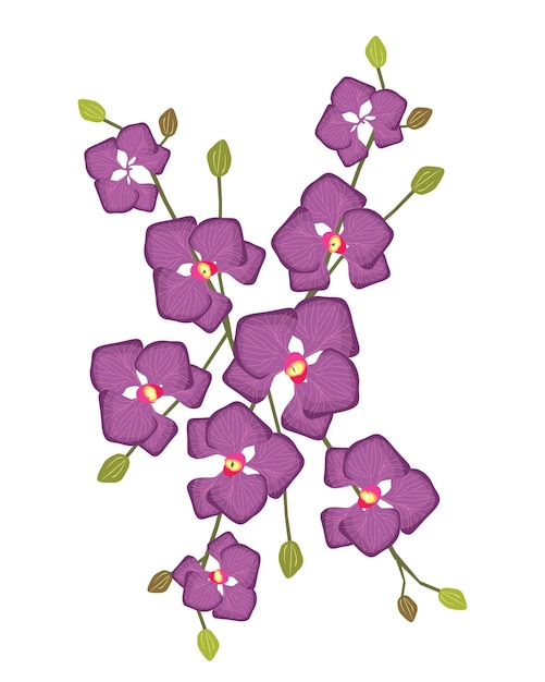 Tallo de flores de orquídea Doritaenopsis púrpura o Phalaenopsis