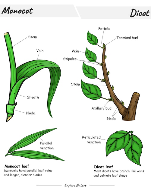 Vector tallo de hoja monocotiledónea y dicotiledónea