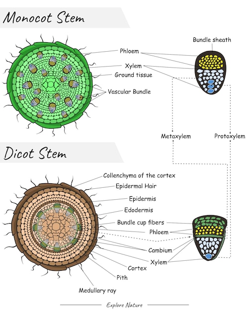 Vector tallo monocotiledónea y dicotiledónea