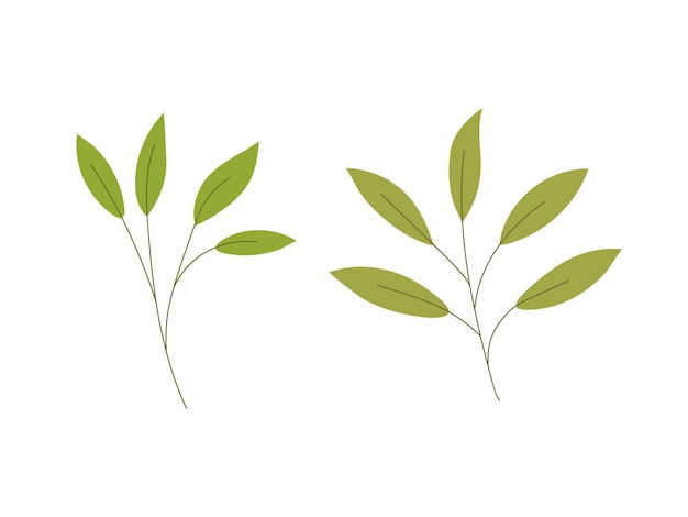 Tallo de planta verde dibujado a mano con hojas Elemento de la naturaleza