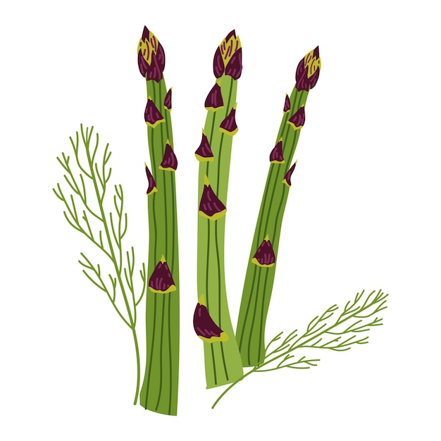 Tallos de espárragos verdes Verduras saludables Ilustración dibujada a mano aislada sobre fondo blanco