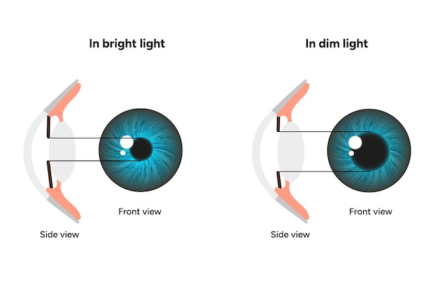 Tamaño de la pupila en diferentes iluminaciones Pupila dilatada y pupila no dilatada con anatomía ocular oftalmología