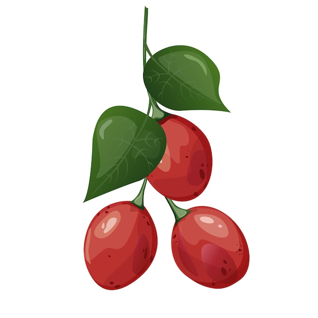 Tamarillo Exotic tropical tomato tree fruit