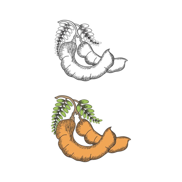 Tamarind Set Hand Draw Sketch para colorear página de libros