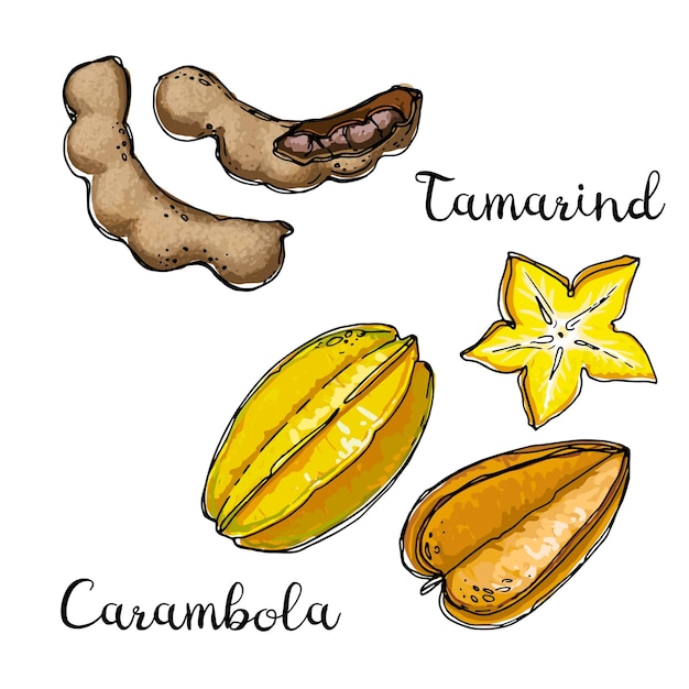 Tamarindo, carambola. Frutas dibujadas por una línea sobre un fondo blanco. Frutas de Tailandia. Bosquejo de comida