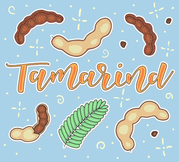 Tamarindo entero y piezas vector stock ilustración y letras