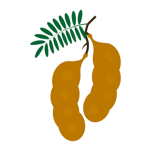 Tamarindo logo icono vector plantilla