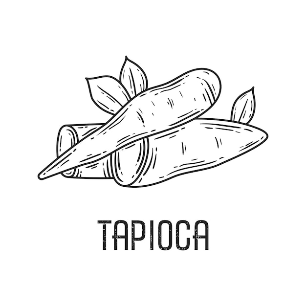 Vector tapioca raíz línea negro vector ilustración aislada