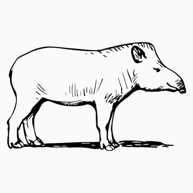 Tapir