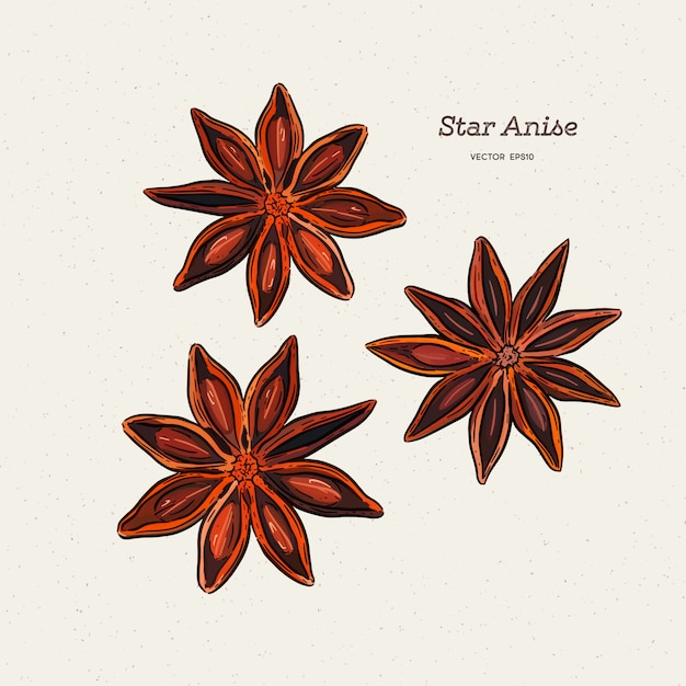 Tar anise dibujo.