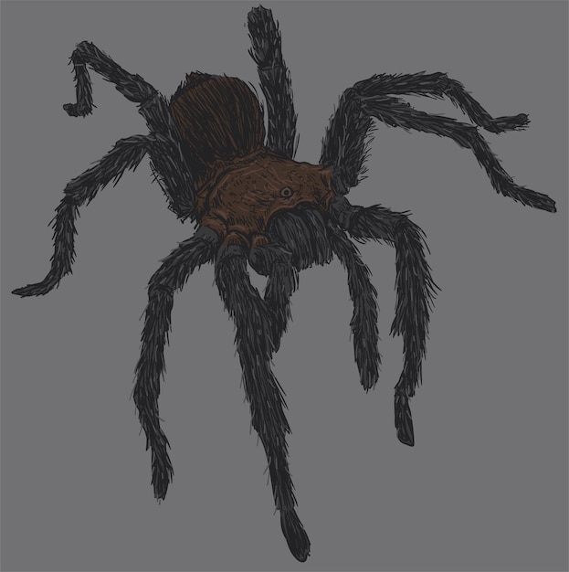 Tarántula Araña Dibujo Ilustración