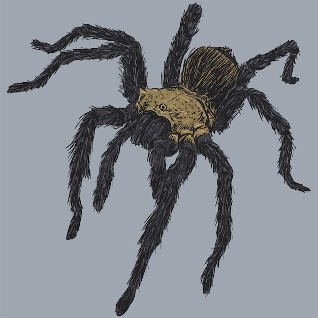 Tarántula Araña Dibujo Ilustración