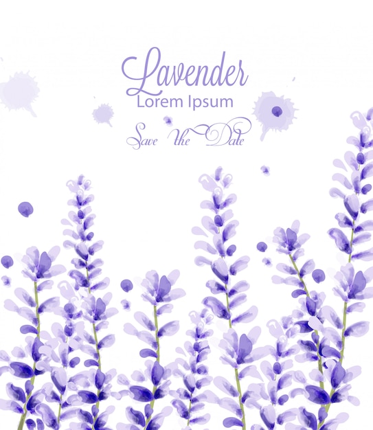 Tarjeta acuarela de lavanda