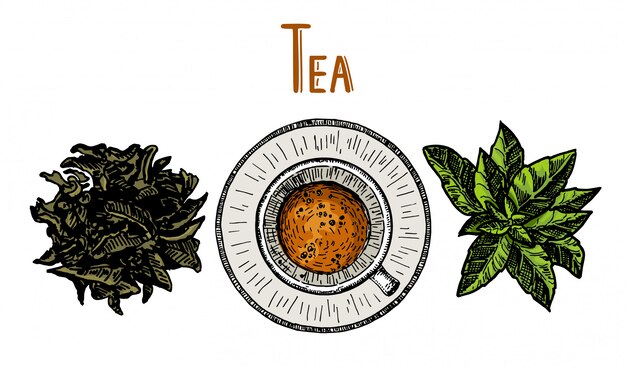 Vector taza de té y hojas de té. dibujado a mano ilustración boceto. se puede utilizar para menú, cafetería, restaurante, bar, tienda de té, emblema, pegatina, insignia.
