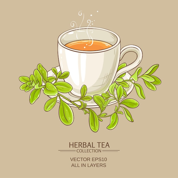 Vector taza de té de mejorana