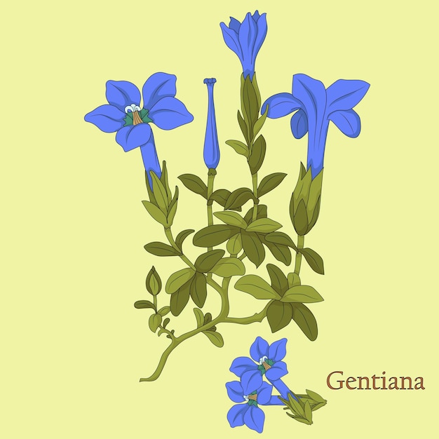 Té de gentiana ilustración de una planta con flores.