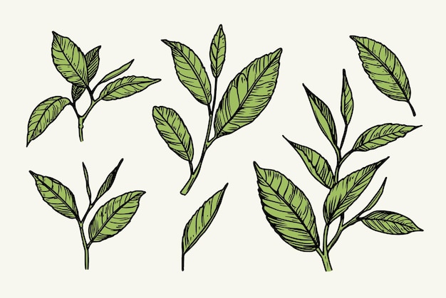 Té de hierbas de caléndula Plantas de hierbas dibujadas a mano Ilustración vectorial de boceto Etiquetas y diseño del paquete