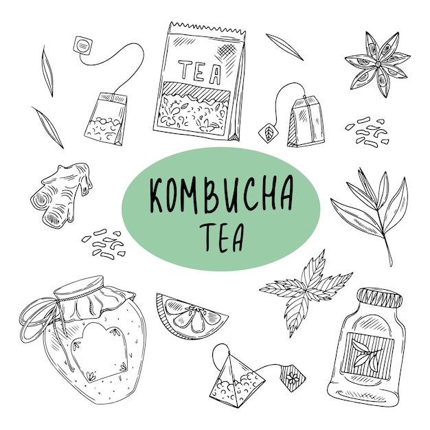 Vector té de kombucha e ingredientes para boceto de kombucha ilustración de vector dibujado a mano bebida de kombucha