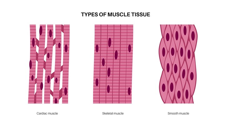 Vector tejidos musculares humanos