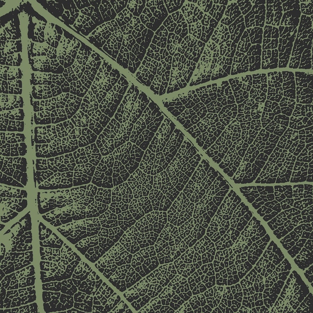 Textura de las hojas de cerca Vector de color Fondo por separado