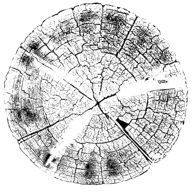 Vector textura de superposición apenada de superficie rugosa, viejo tocón de árbol, anillos en el árbol.