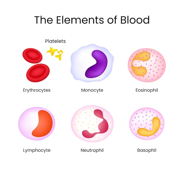 The Elements of Blood Erythrocytes Platelets Leukocytes and More