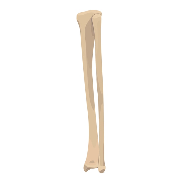 Vector tibia y fibula bone vector diseño plano gráfico 2d hd