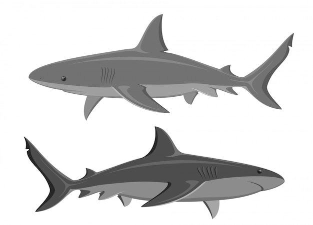 Los tiburones Conjunto de dos tiburones grandes aislados en blanco. Vector.