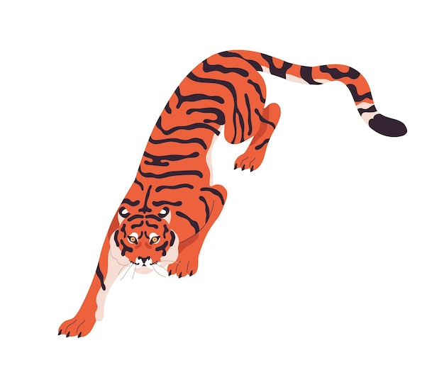 Tigre de Amur arrastrándose caminando Gato salvaje moviéndose con las patas cazando mirando hacia arriba Depredador felino rayado Animal carnívoro Gato silvestre atacando Ilustración vectorial plana aislada sobre fondo blanco