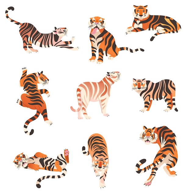 Los tigres de Amur y Bengala en varias poses establecen grandes animales de gato salvaje ilustración vectorial