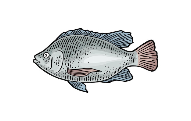 Tilapia de pescado fresco entero diseño dibujado a mano grabado en color vectorial vintage