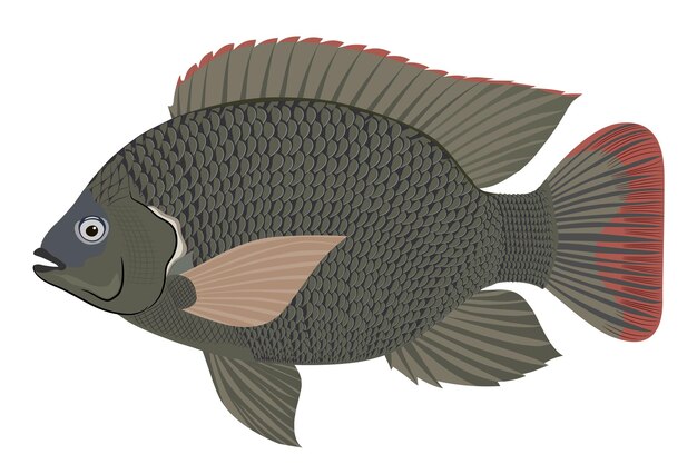 Vector tilapia sobre un fondo blanco